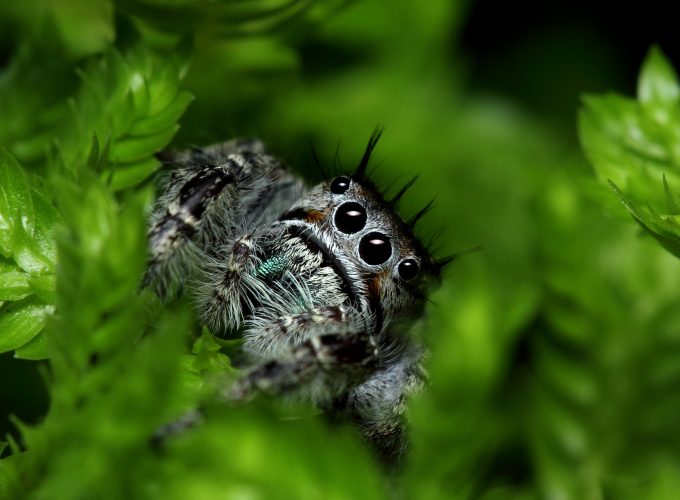 Wallpaper Jumping Spider, eyes, insects, leaves, green, nature, cute, Animals 239871818